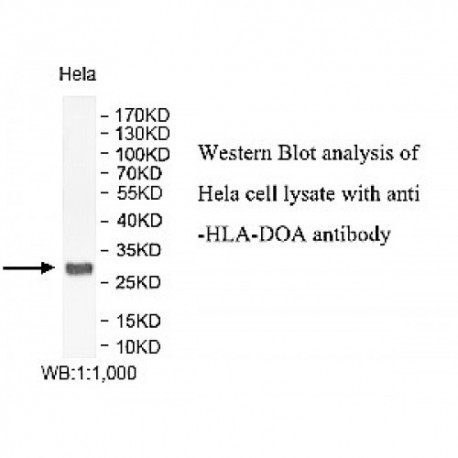 HLA-DOA Antibody