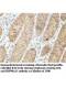 HSP90AA1 Antibody