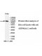 HSP90AA1 Antibody