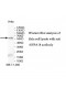 HSPA14 Antibody