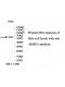 HSPD1 Antibody