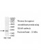 TIRAP Antibody