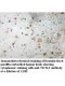 TKTL2 Antibody