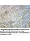 TLR10 Antibody