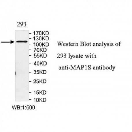 MAP1S Antibody