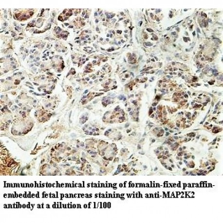 MAP2K2 Antibody