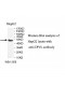 CPVL Antibody