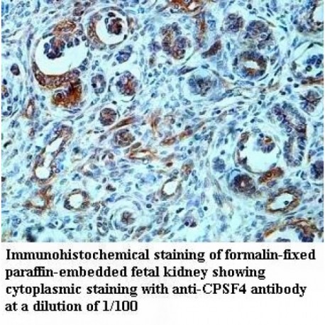 CPSF4 Antibody