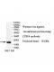 CPSF4 Antibody