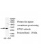 CPNE5 Antibody