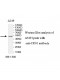 CPN1 Antibody