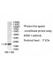 RDH11 Antibody