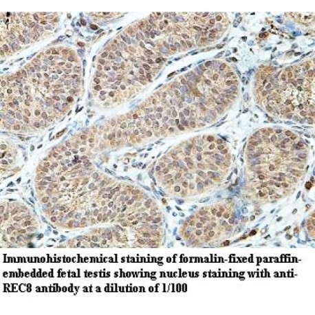 REC8 Antibody