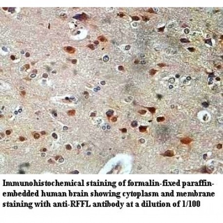 RFFL Antibody