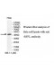 RFFL Antibody
