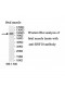 RNF10 Antibody