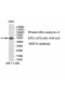 RNF14 Antibody