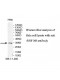 RNF148 Antibody