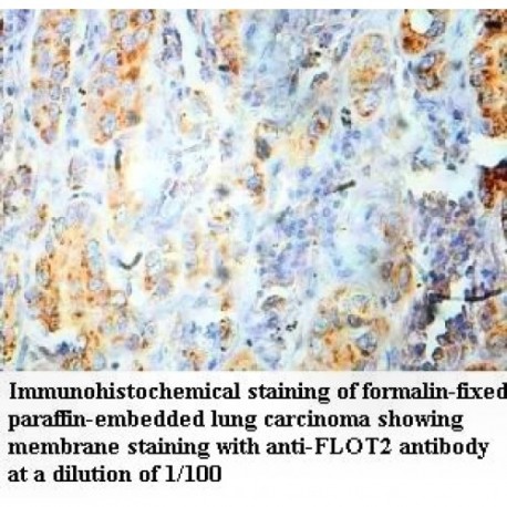 FLOT2 Antibody