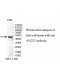 FLOT2 Antibody