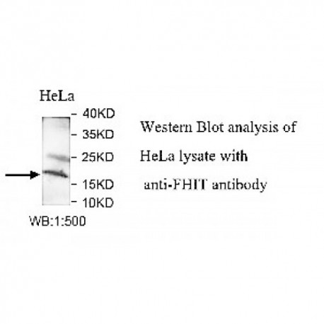 FHIT Antibody