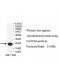 FANCM Antibody