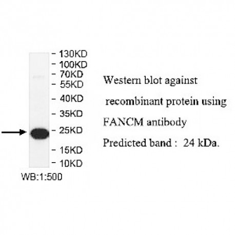 FANCM Antibody
