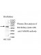 FAM69B Antibody
