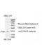 TNNI3 Antibody