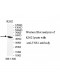 TNS1 Antibody