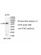 TOE1 Antibody