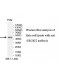 ERGIC2 Antibody