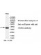 HAO2 Antibody