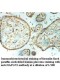 HAPLN3 Antibody