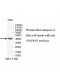 HAPLN3 Antibody