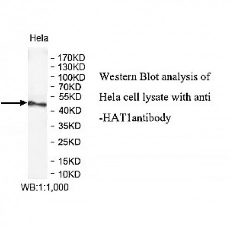 HAT1 Antibody