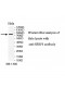 SSRP1 Antibody