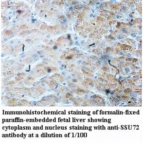 SSU72 Antibody