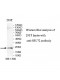 SSU72 Antibody