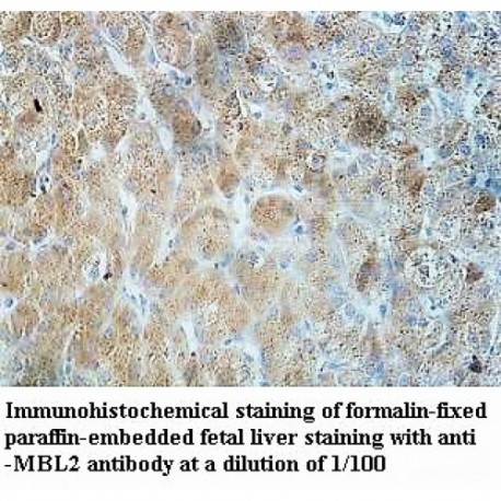 MBL2 Antibody