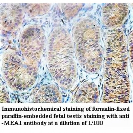 MEA1 Antibody