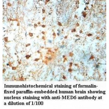 MED6 Antibody