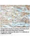 ICA1 Antibody