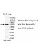 ICA1 Antibody