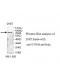 TNXB Antibody