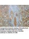 TOMM40 Antibody