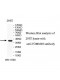 TOMM40 Antibody