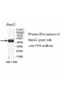 TP53 Antibody