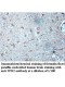 TPH2 Antibody
