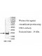 TPH2 Antibody